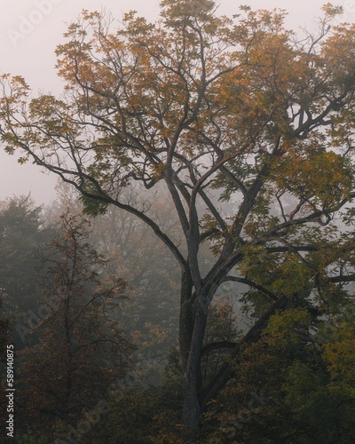 A big tree in a foggy forest with orange leaves during autumn