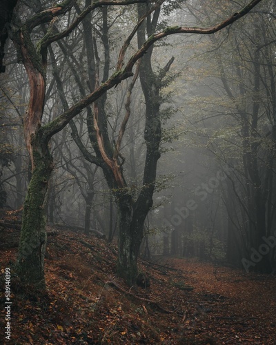 Big trees in a dark foggy forest with orange leaves during autumn
