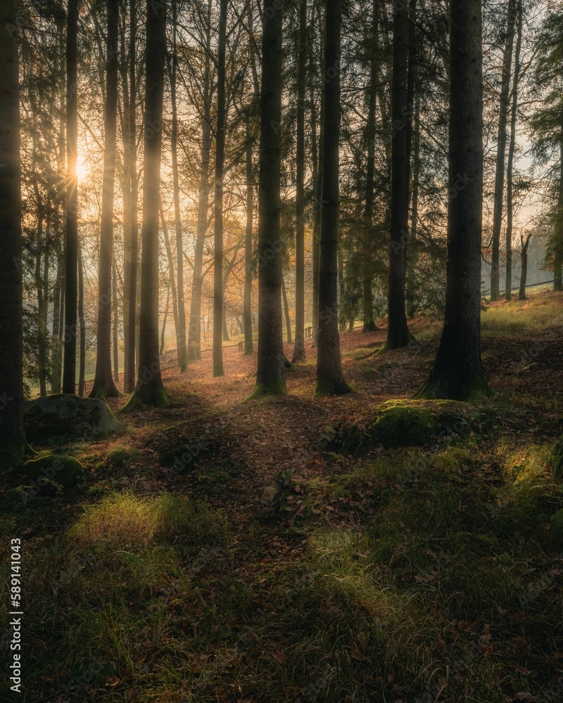 Naklejka premium Vertical shot of a dense forest with a sunrise visible through the tree trunks