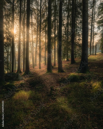 Vertical shot of a dense forest with a sunrise visible through the tree trunks © Rangegrizz_raw_hunter/Wirestock Creators