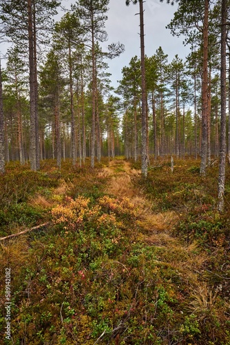 Image of a footstep road surrounded by high trees in the forest