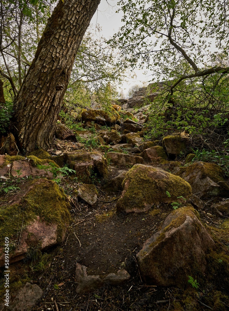 Obraz premium Image of rocks covered with green grass and a tree root in the forest.