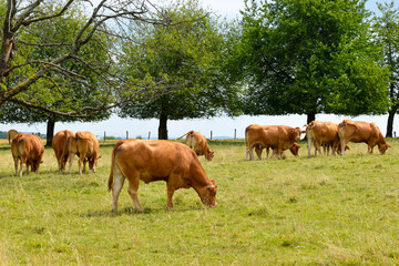 Crédence de cuisine  Vaches en train de brouter dans une pâture  © PPJ