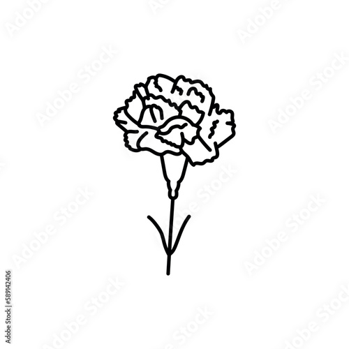 Pink Dianthus caryophyllus, carnation or clove pink, species of Dianthus black line