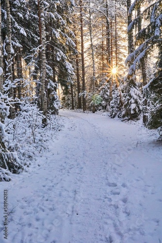 Wallpaper Mural Vertical shot of tall trees covered in snow in a forest Torontodigital.ca