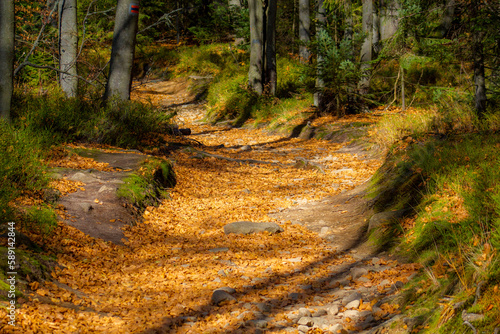 Fototapeta Naklejka Na Ścianę i Meble -  Autumn forest mountain path covered with fallen leaves in sunny warm day