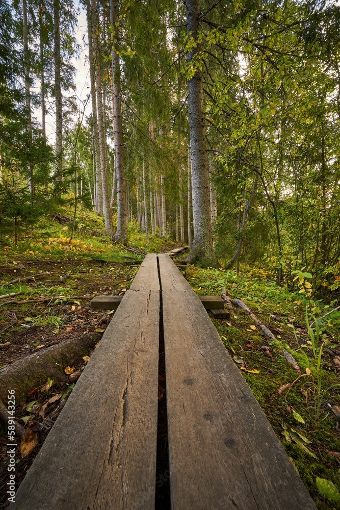 Vertical shot of a wooden walking path in a forest with tall pine trees