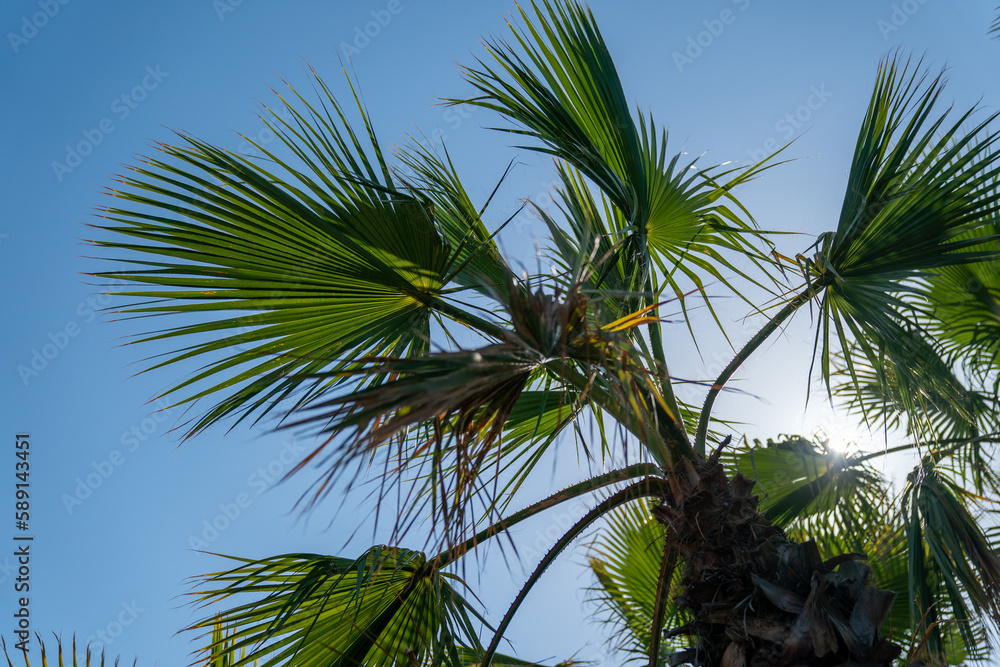 Fototapeta premium Palme e cielo