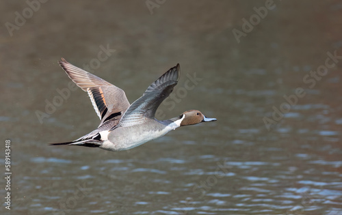 Northern Pintail duck male (Anas acuta) taking flight over a local winter pond in Canada