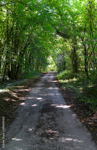 Route à travers une forêt