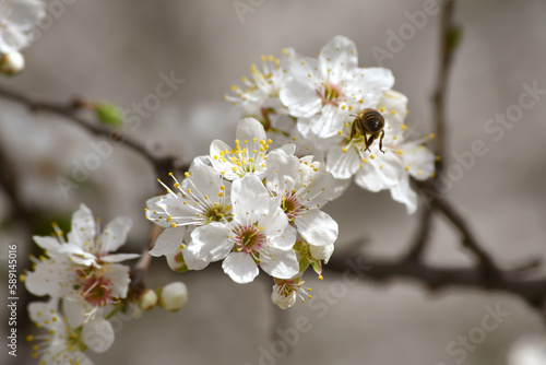 Outdoor close-up of spring blossom branches