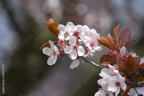 Outdoor close-up of spring blossom branches