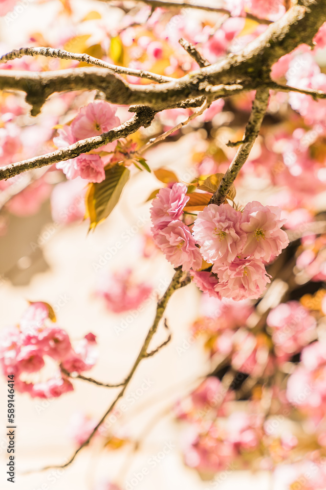 close up of a Cherry Blossom Tree in Venice, Italy