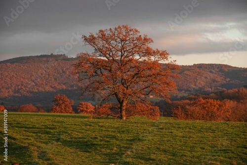 Lone tree with beautiful autumn colors at sunset sunlit green grass mountains gloomy sky background