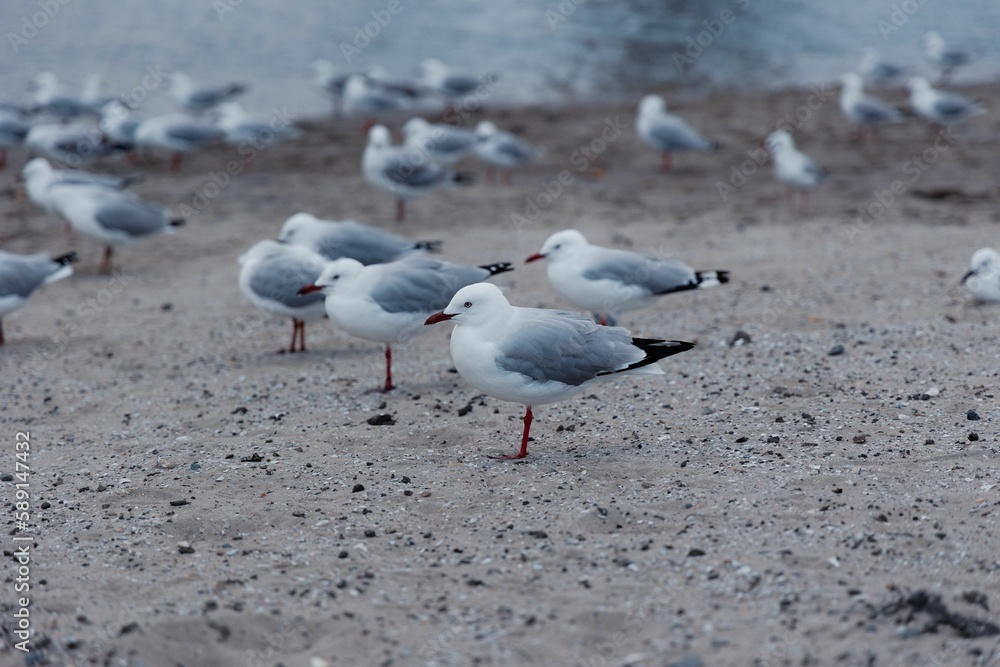 Fototapeta premium Resting Seagulls near a lake