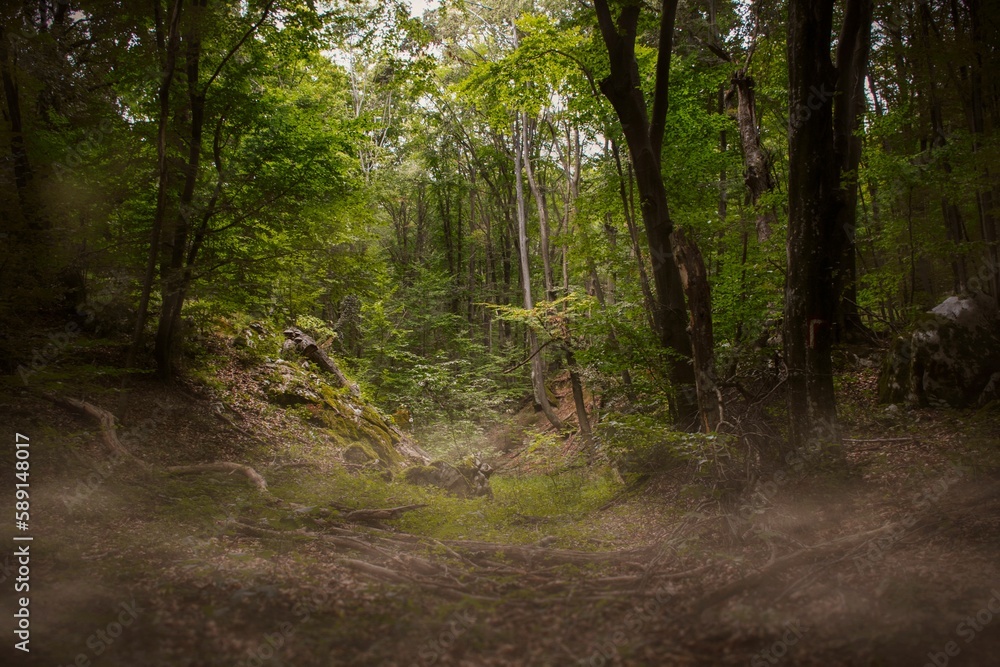 Fototapeta premium Scenic view of an mystical evergreen forest with lush trees during daytime