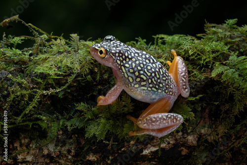 Starry Night Reed Frog (Heterixalus alboguttatus) endemic to Madagascar is perching on mossy wood.