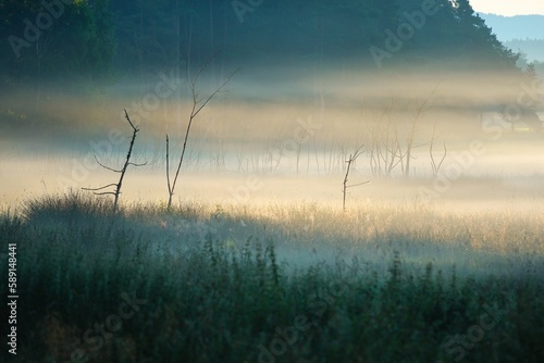 Foto Field with a forest in the background fully covered with a fog
