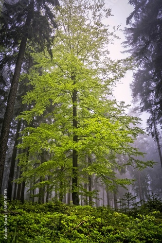 Vertical shot of a green tree in the coniferous forest.