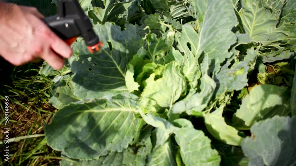 Video Stock Natural cabbage treatment, spraying a natural mixture on