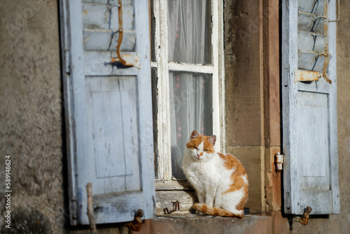 Chat assis sur le rebord d'une fenêtre