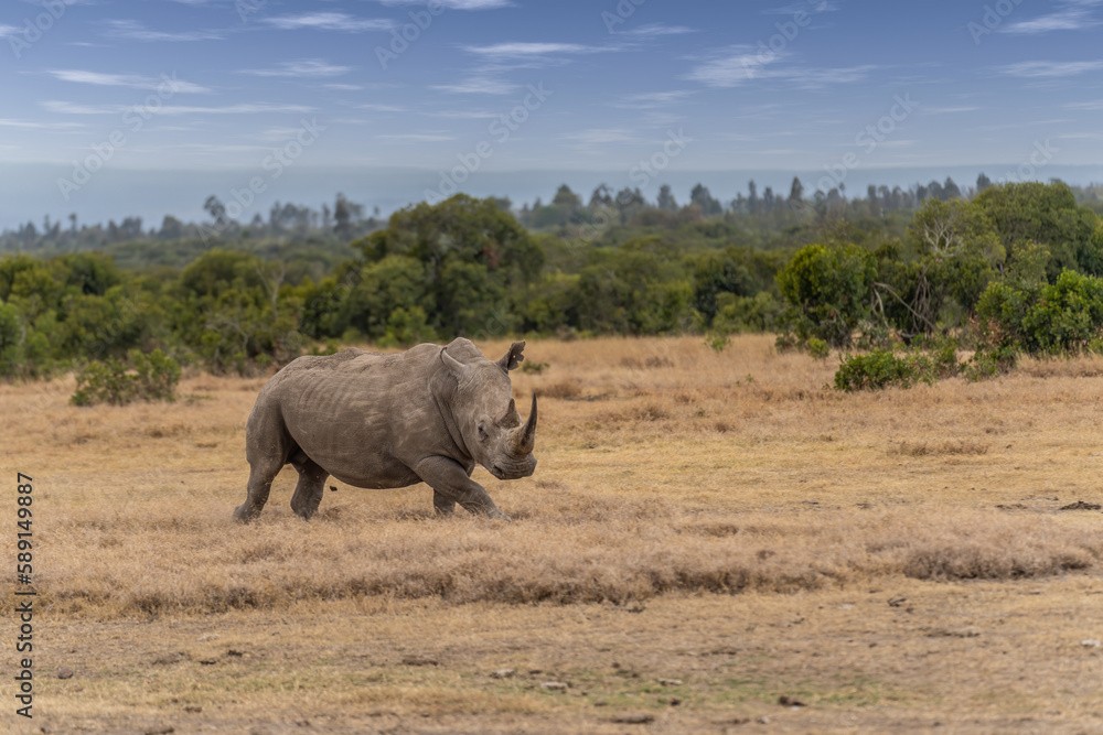 White Rhinoceros, Lake Nakuru National Park, Kenya, Ceratotherium simum White Rhinoceros, Lake Nakuru National Park, Kenya, Ceratotherium simum