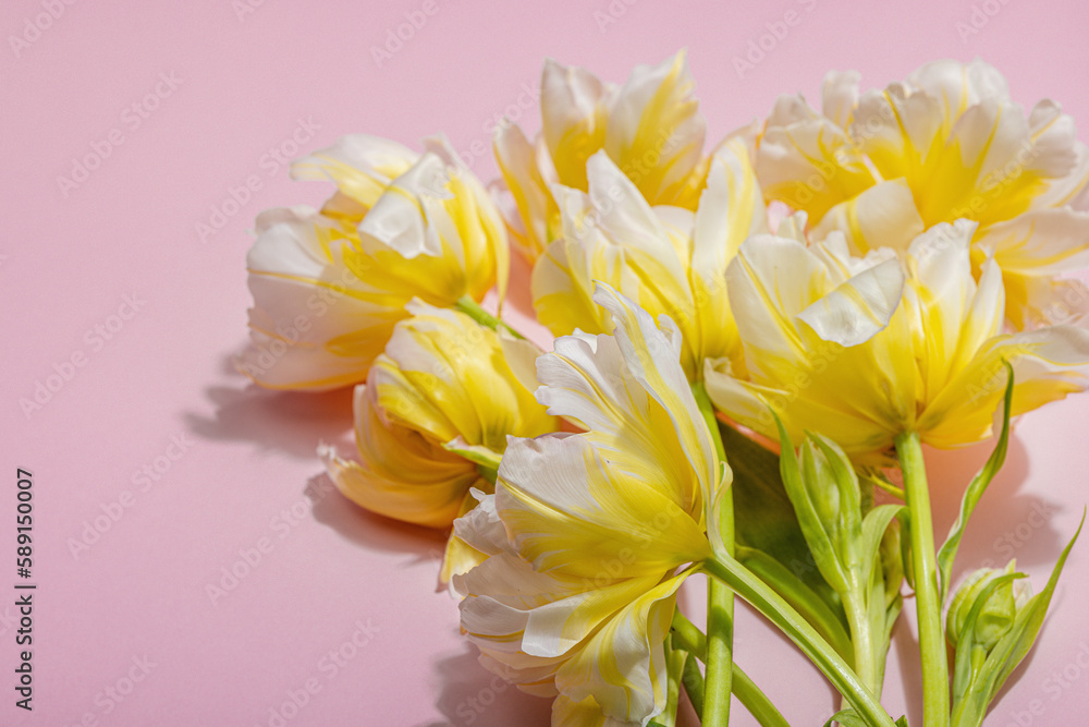 Fresh light peony tulips on pastel pink background. Festive concept for Mother's or Valentines Day