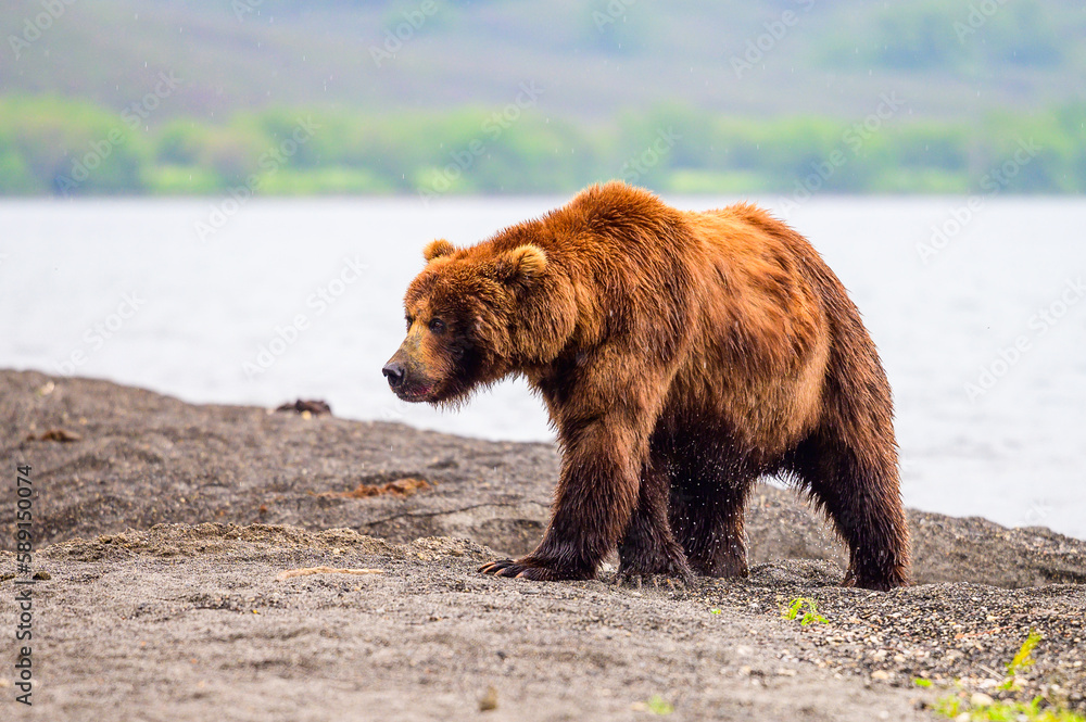 Fototapeta premium Ruling the landscape, brown bears of Kamchatka (Ursus arctos beringianus)