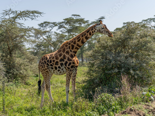 Giraffe in front Amboseli national park Kenya masai mara. Giraffa reticulata  sunset.