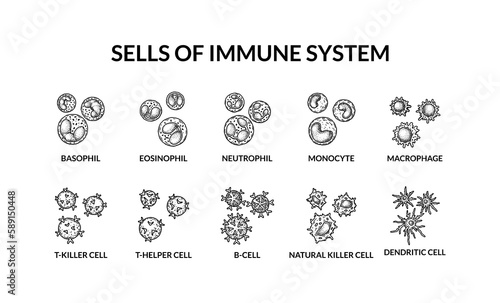 Cells of adaptive immune system. Human cells with names. Scientific microbiology vector illustration in sketch style. blood cellular components formation