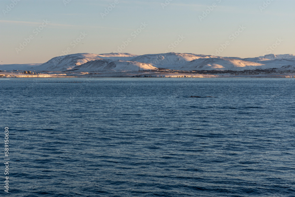 imagen de un paisaje de mar, con montañas nevadas, nubes en el cielo azul, y una ballena jorobada saliendo del mar a lo lejos
