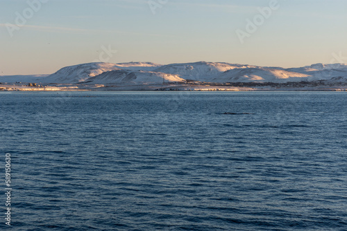 imagen de un paisaje de mar, con montañas nevadas, nubes en el cielo azul, y una ballena jorobada saliendo del mar a lo lejos © carles