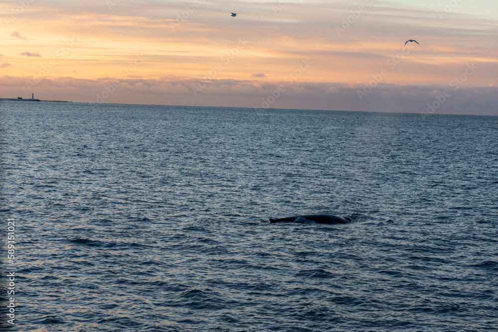 imagen de la aleta de una ballena jorobada en el mar con la puesta de sol de fondo 