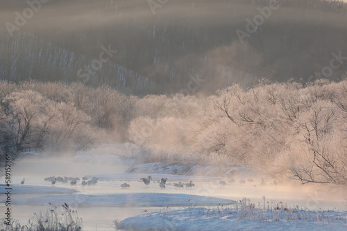 朝日に染まる樹氷と気嵐の中のタンチョウの群れ