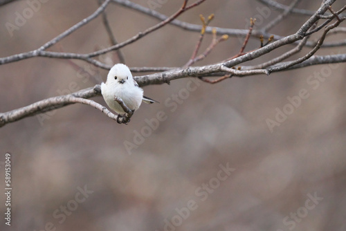 枝に止まったシマエナガ