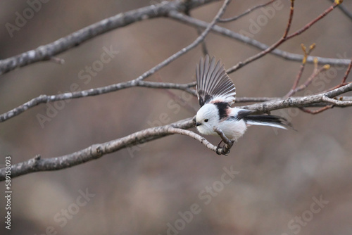 枝から飛び立ったシマエナガ
