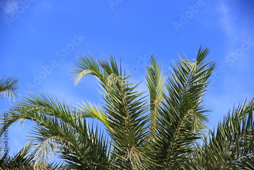 plam tree or coconut branch with bluesky background.