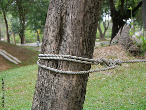 large nylon rope tied to a tree at one of the parks. There is a grass field in the background.
