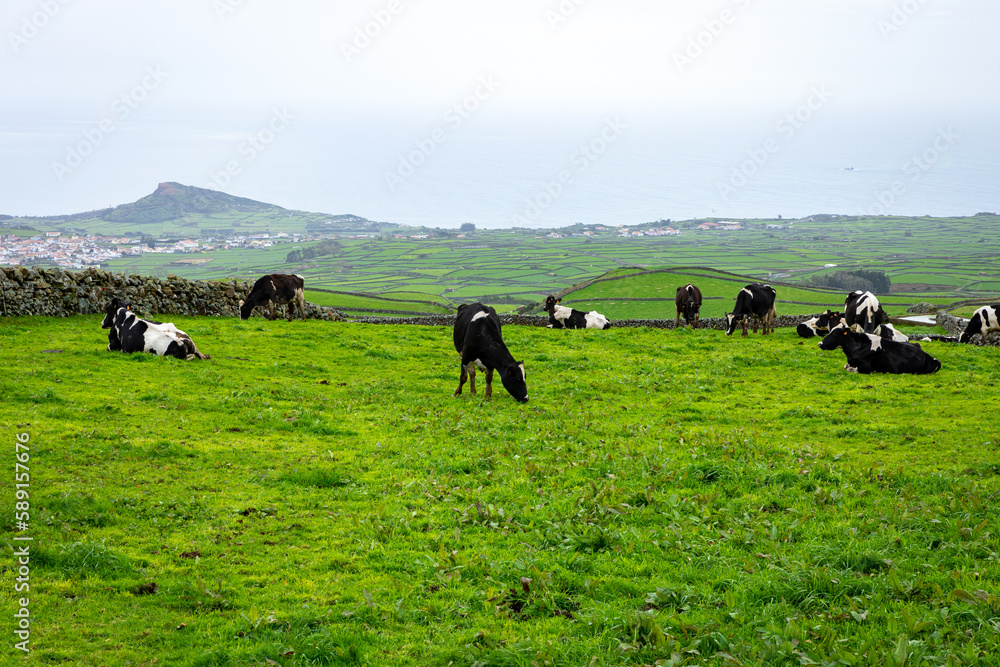 Terceira Island Landscape. Beautiful Green Terceira Island Landscape. Azores Archipelago, in Atlantic Ocean, Portugal. Terceira Island Landscape. Beautiful Green Terceira Island Landscape. Azores Archipelago, in Atlantic Ocean, Portugal.