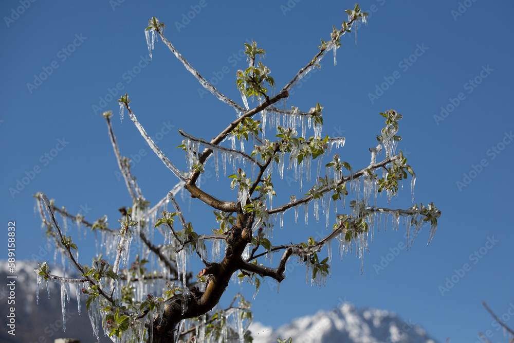 Frost sprinkling in South Tirol (Vinschgau) Frost sprinkling in South Tirol (Vinschgau)