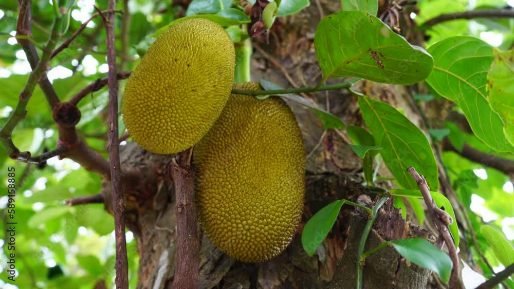Jackfruits on a jackfruit tree Jackfruits on a jackfruit tree