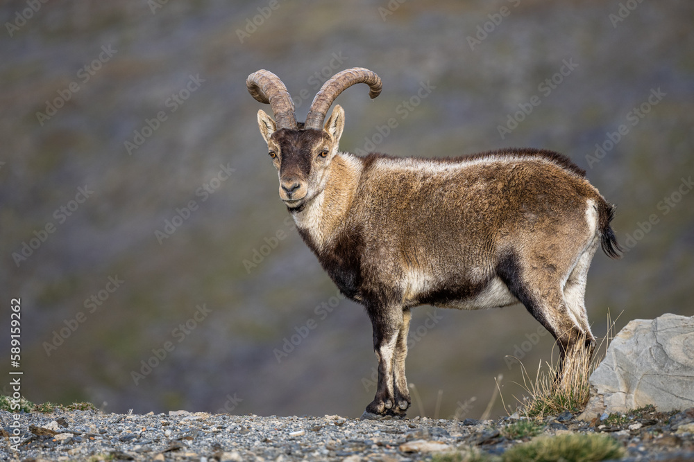 The Iberian ibex, also known as the Spanish ibex, Spanish wild goat and Iberian wild goat, Capra pyrenaica. Sierra Nevada mountain range, Spain. The Iberian ibex, also known as the Spanish ibex, Spanish wild goat and Iberian wild goat, Capra pyrenaica. Sierra Nevada mountain range, Spain.
