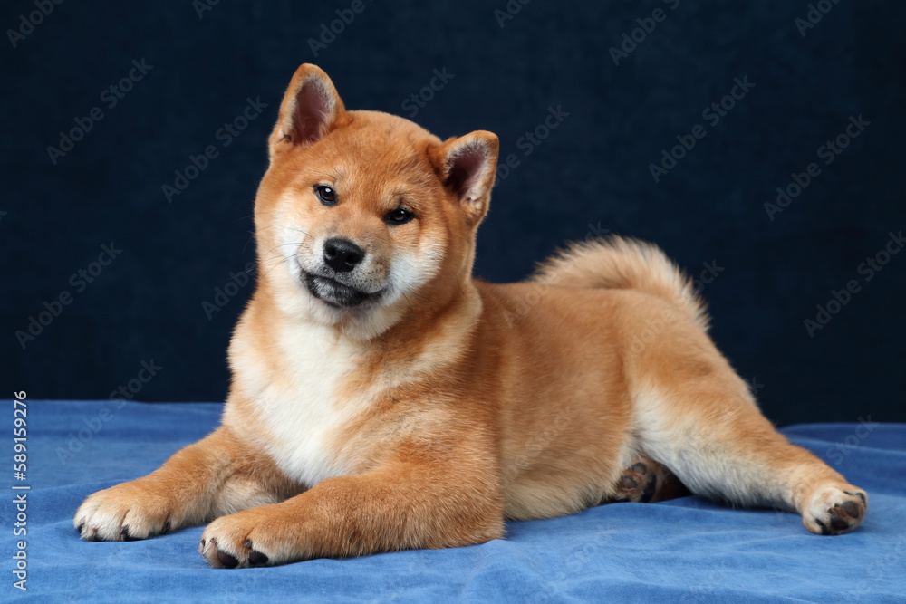 Cute fluffy shiba inu puppy lying on a blue background.Red puppy