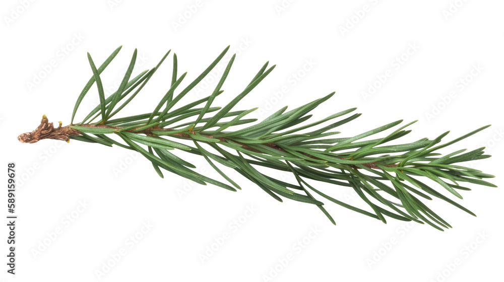 Spruce branch. Green fir. Realistic Christmas tree llustration for Xmas cards, New year party posters isolated Transparent png background. Generative ai