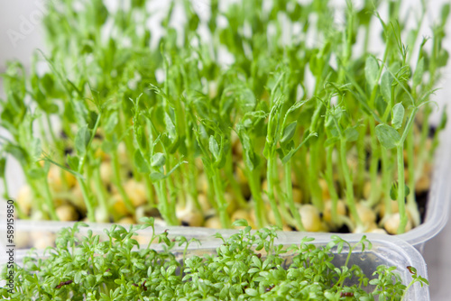 Cultivation of microgreen peas. High angle shot. Close-up view, selective focus.