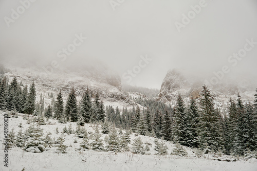 snow covered trees in the mountains