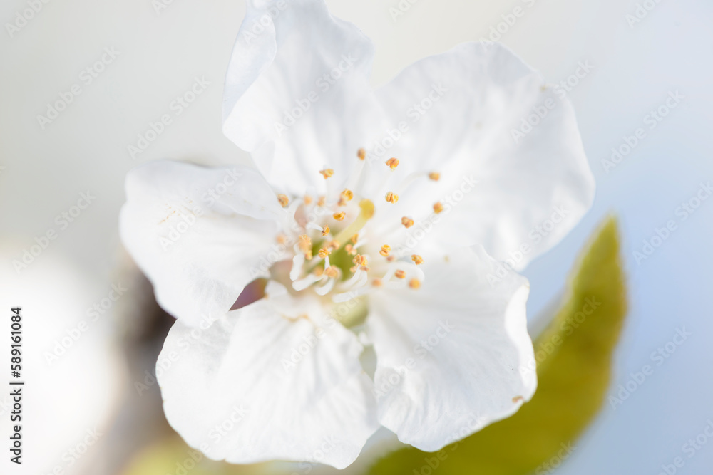 Blossoming Serenity: Capturing the Beauty of Cherry Blossoms Blossoming Serenity: Capturing the Beauty of Cherry Blossoms