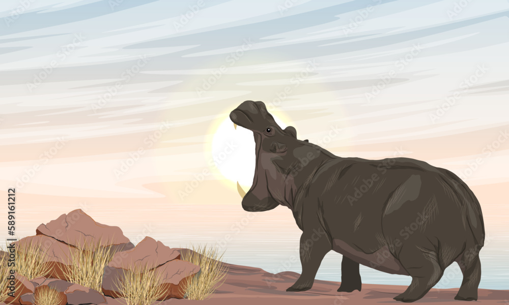 Fototapeta premium A large African hippopotamus stands on a rocky shore of a lake. Hippo yawns or growls. Wildlife of Africa with tall dry grass, lakes and mountains. Realistic vector landscape