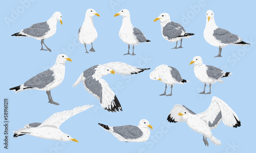 Seagull set. Sea gulls stand, fly and swim. Realistic vector bird