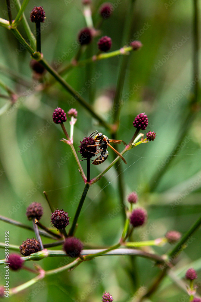 macro photography of wasp collecting pollen macro photography of wasp collecting pollen